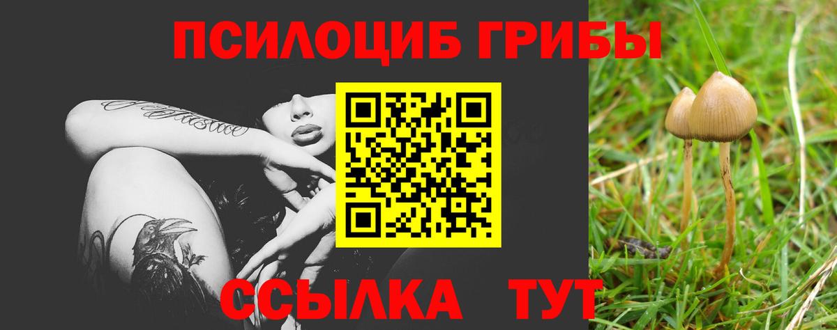 Псилоцибиновые грибы Cubensis  Михайловка 